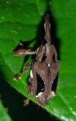 Heilipodus suspensus