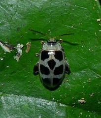 Walterianella propugnaculum