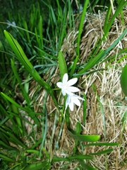 Puschkinia scilloides