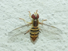 Toxomerus politus