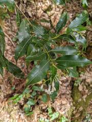 Palicourea salicifolia