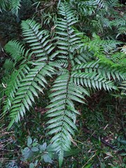 Pteris wallichiana
