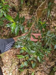 Palicourea salicifolia
