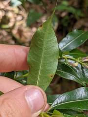 Palicourea salicifolia