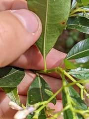 Palicourea salicifolia