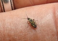 Plagiognathus moerens