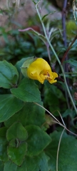 Erythranthe lutea