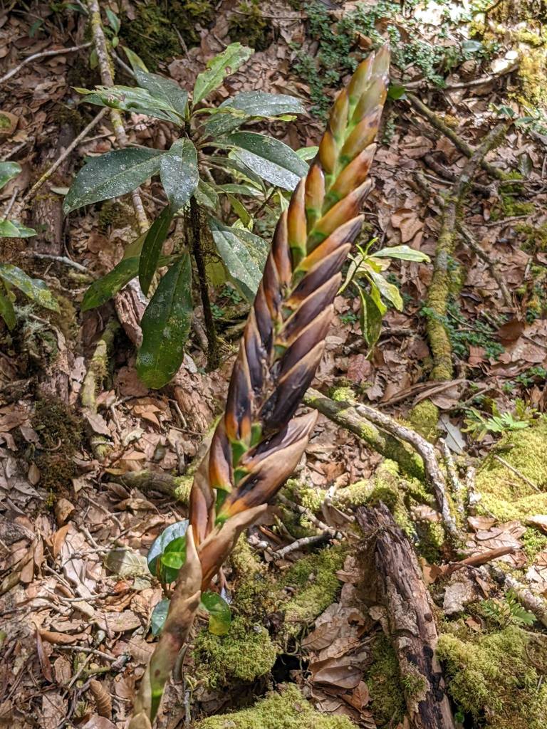 Werauhia acuminata
