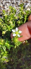 Arenaria serpens
