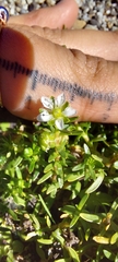 Arenaria serpens