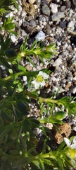 Arenaria serpens