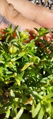 Arenaria serpens