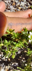 Arenaria serpens