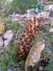 Conopholis panamensis