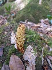 Conopholis panamensis