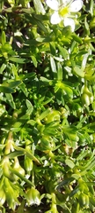 Arenaria serpens