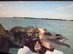 Mycteroperca microlepis