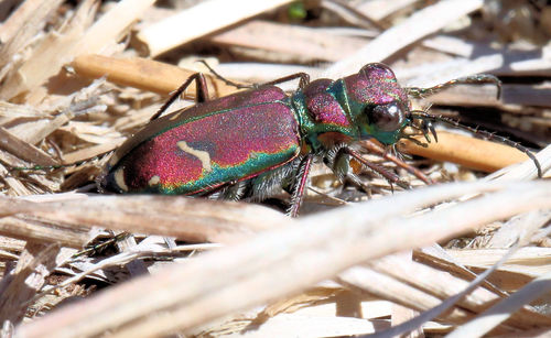 Purple Tiger Beetle