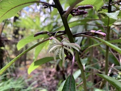 Clermontia parviflora