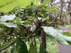 Clermontia parviflora