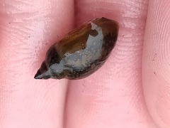 Physa