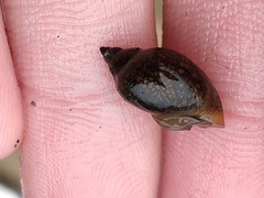 Physa
