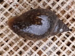 Physa