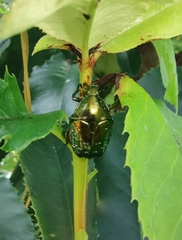 Protaetia orientalis orientalis