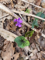 Viola hirsutula