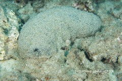 Holothuria whitmaei