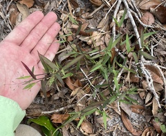 Dichanthelium patulum