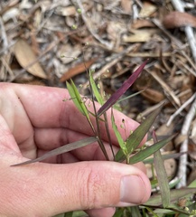 Dichanthelium patulum