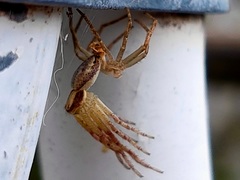 Araneae