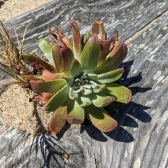 Dudleya caespitosa