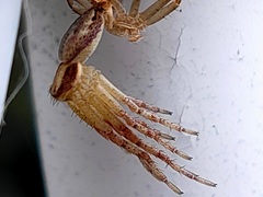 Araneae