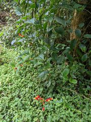 Centropogon granulosus