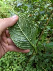 Centropogon granulosus