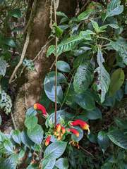 Centropogon granulosus