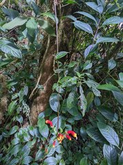 Centropogon granulosus