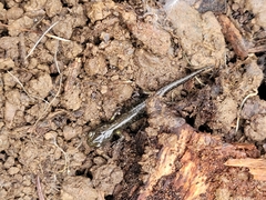 Aneides klamathensis