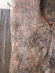 Corymbia ptychocarpa