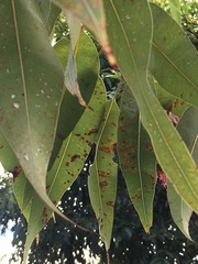 Corymbia ptychocarpa