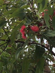 Corymbia ptychocarpa