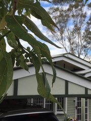 Corymbia ptychocarpa