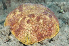 Culcita novaeguineae