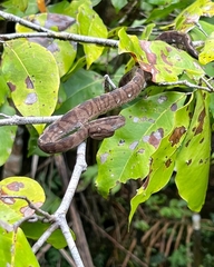 Corallus annulatus