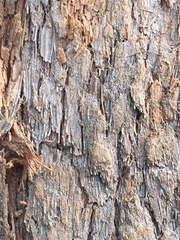 Corymbia ptychocarpa