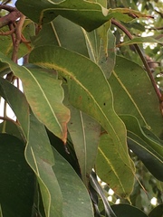 Corymbia ptychocarpa