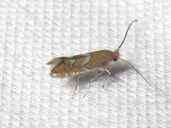 Phyllonorycter aeriferella