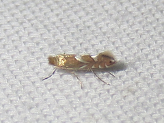 Phyllonorycter aeriferella